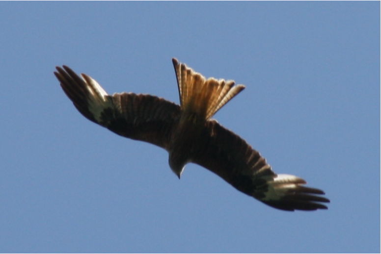 Roter Milan ©NABU Bad Oldesloe 