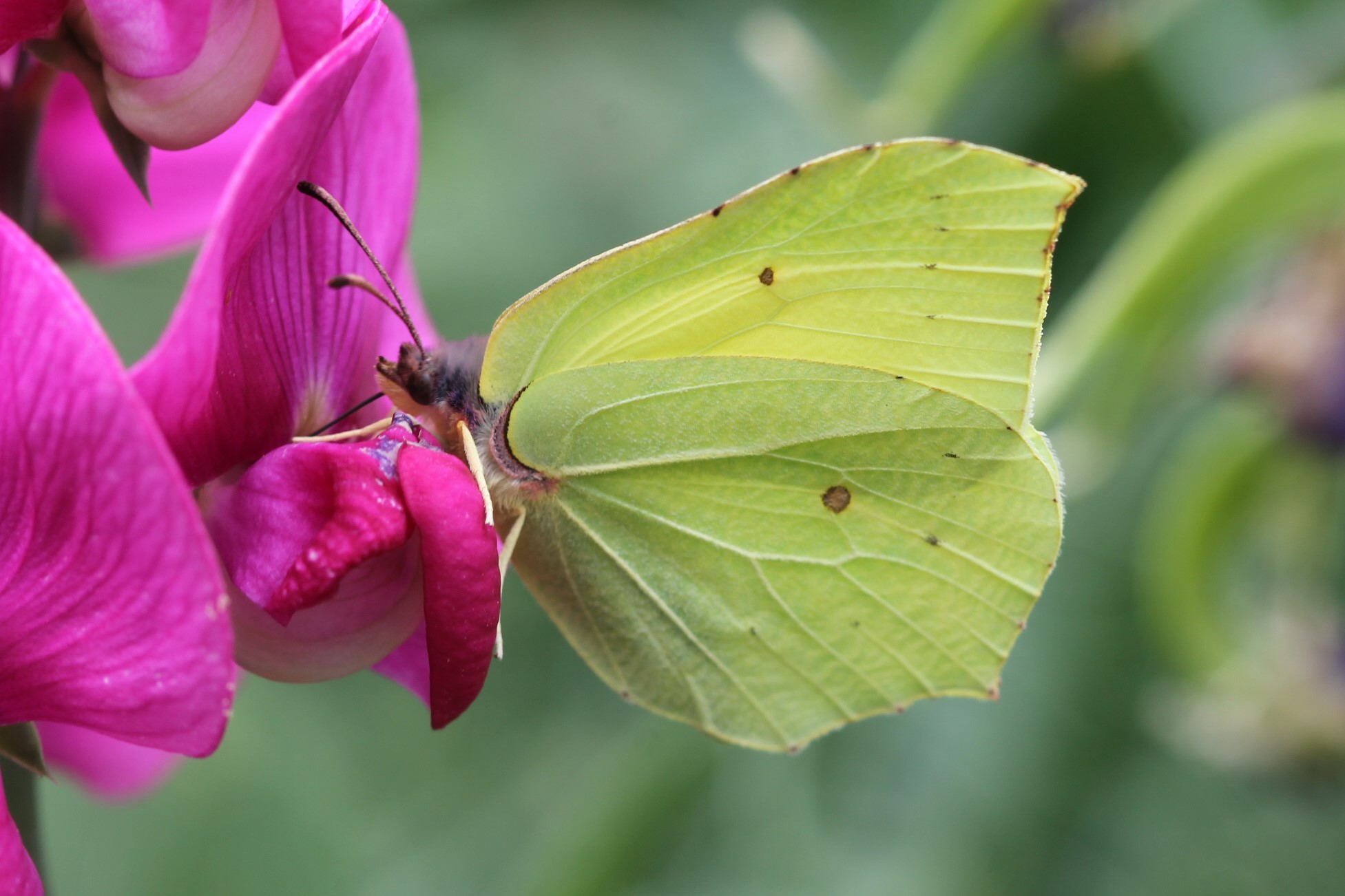Zitronenfalter ©NABU Bad Oldesloe