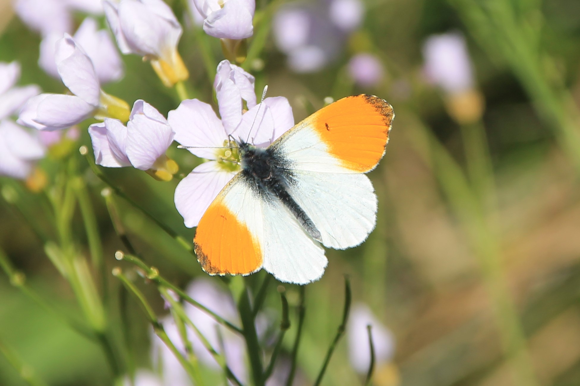 Aurorafalter ©NABU Bad Oldesloe
