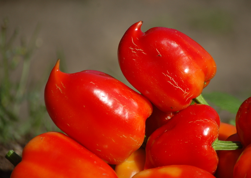 Samen Paprika Süß Sweet Hellgrün Gemüsepaprika Türkische Peperoni Restposten