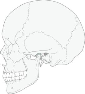 歯科治療の基本、"咬合学"とは？