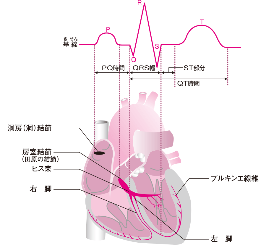 これでわかる 犬と猫 心電図の読み方 | 福島隆治, EDUWARD Press