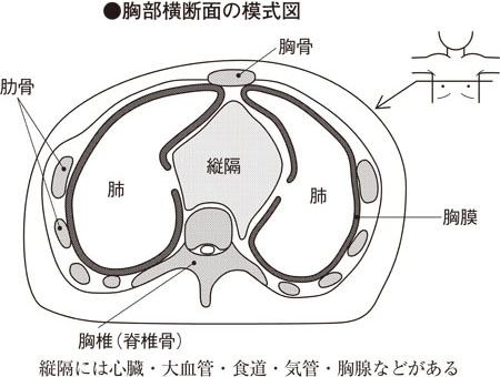 胸水貯留 - 長谷川動物病院 土日も診療
