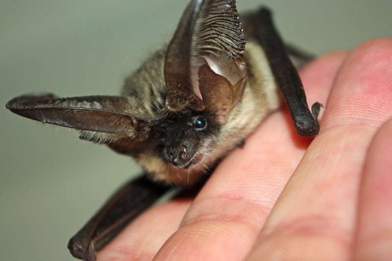 Fledermaus gefunden was tun? Fledermaus in Hessen