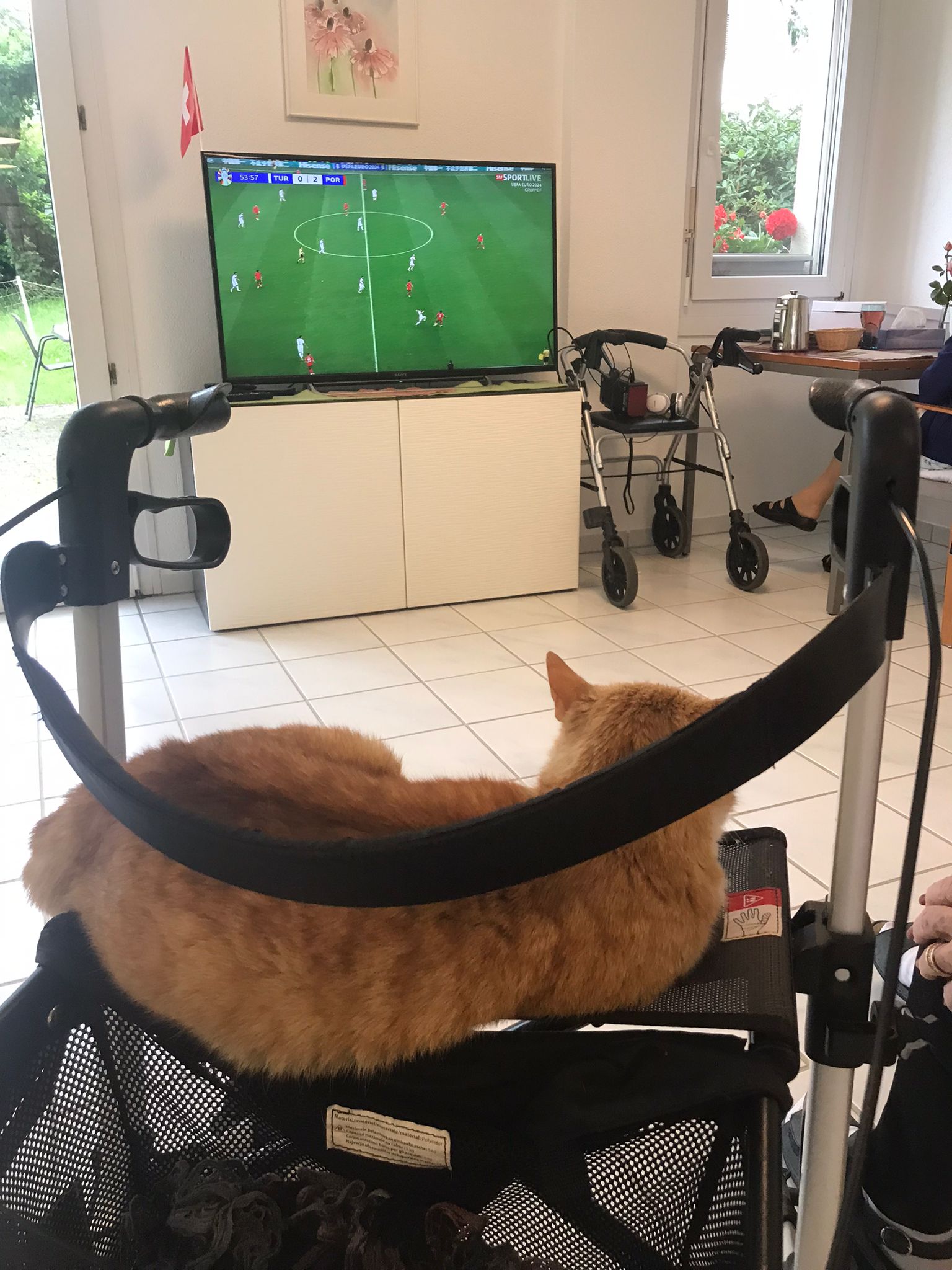 Heim-Katze Roxy schaut WM
