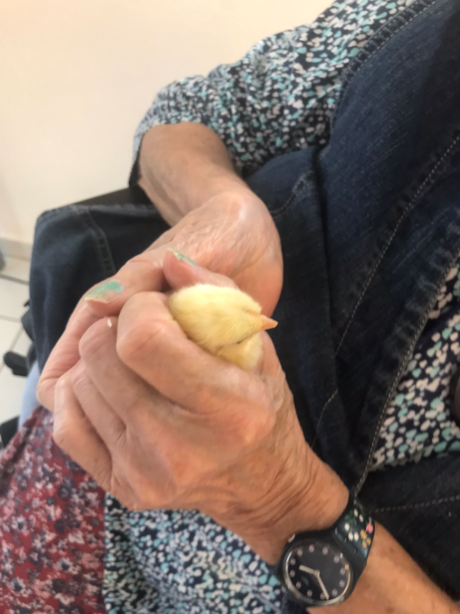 Eintageskücken kommen im Egelsee an