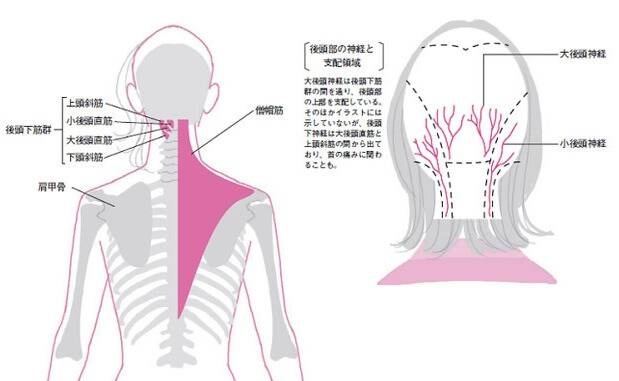 頭痛と頭痛になる姿勢