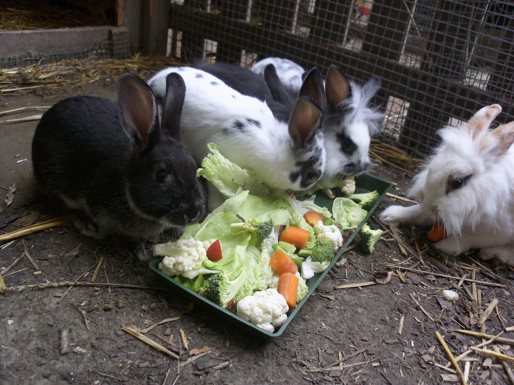 Fütterung der Meerschweinchen