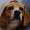 Buddy Beagle Association CANIMA