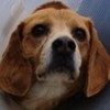 Calimero Beagle Association CANIMA Zukunft für Tiere Tiervermittlung