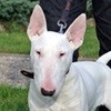 Paul Bullterrier Association CANIMA