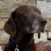 Mocca Labrador-Mix Association CANIMA Zukunft für Tiere