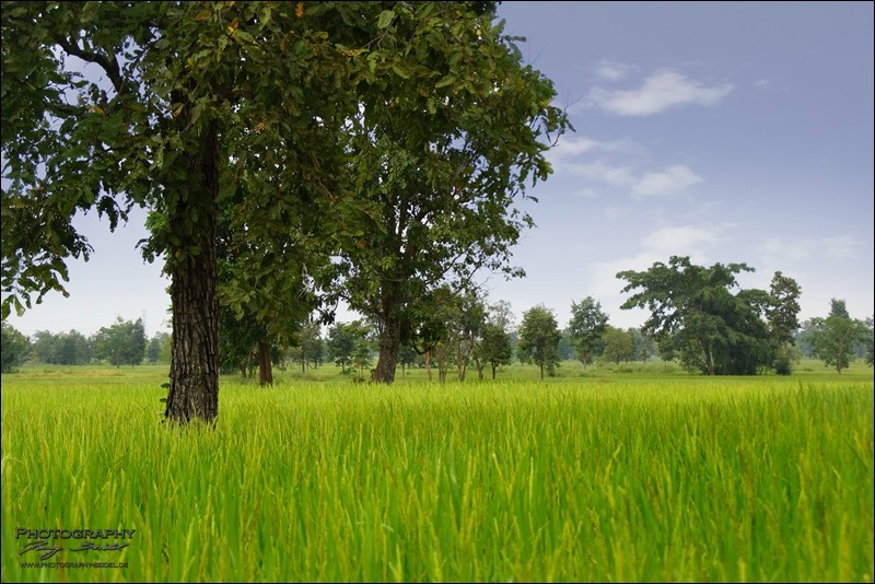 Nong Bua Lamphu