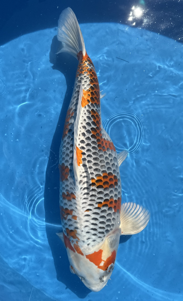 Momotaro Yonsai Kujaku, 63 cm, female, Preis 250 Euro, res.