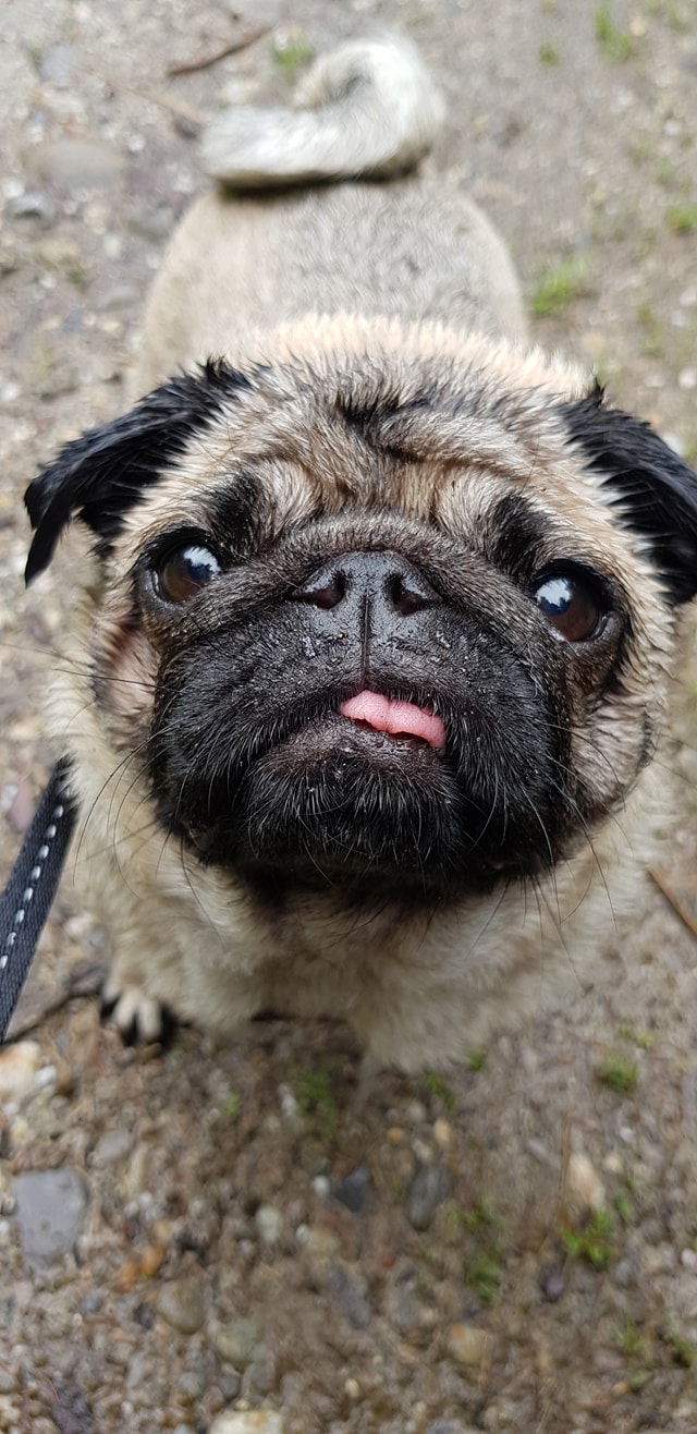 Zara, Mops