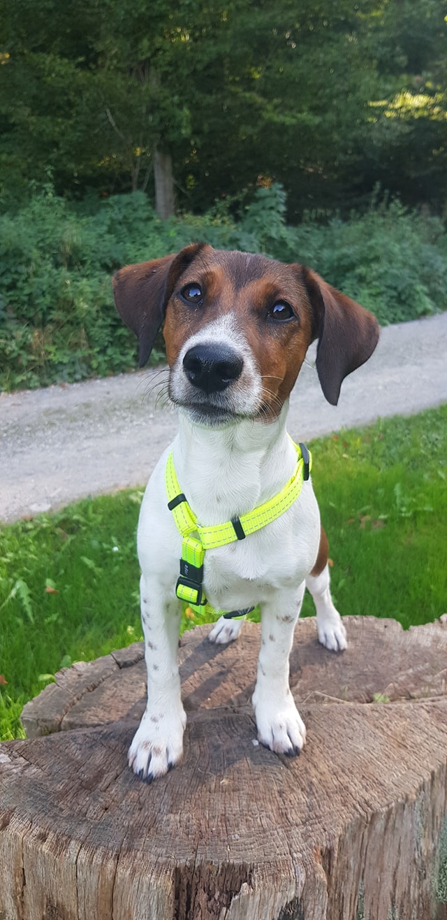 Balu, Jack Russel Terrier