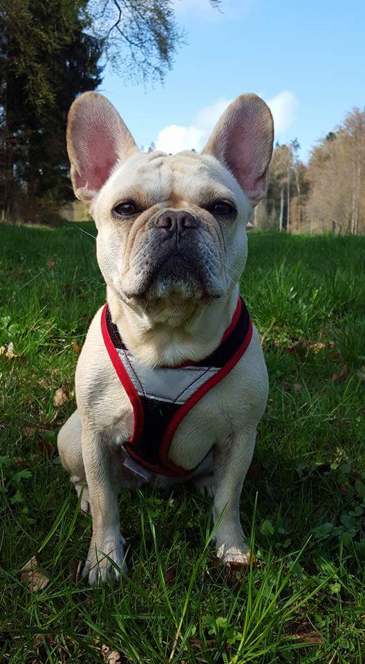 Emily, Fransösische Bulldogge