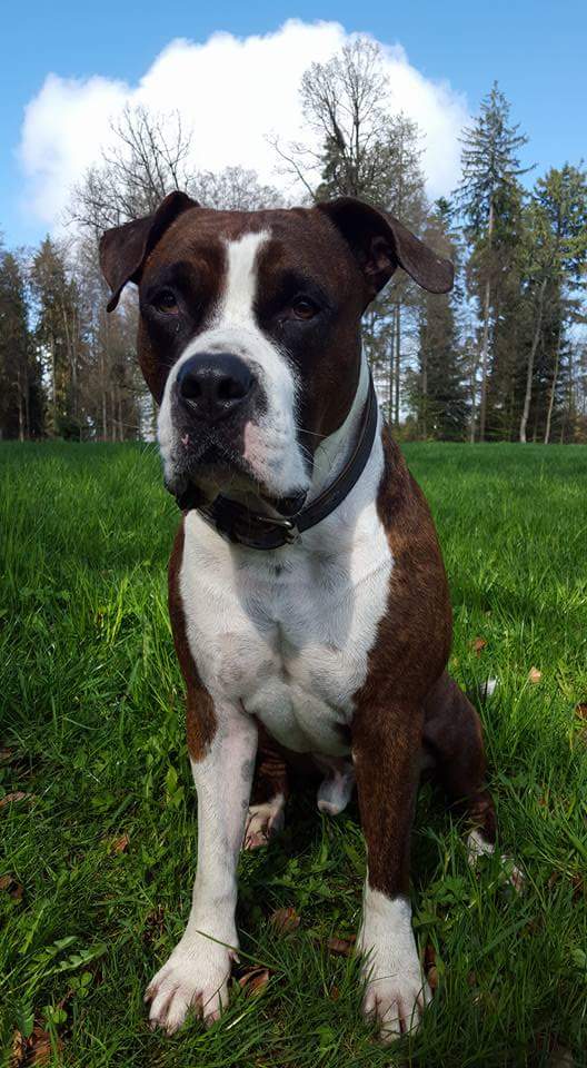 Cash, American Staffordshire Terrier