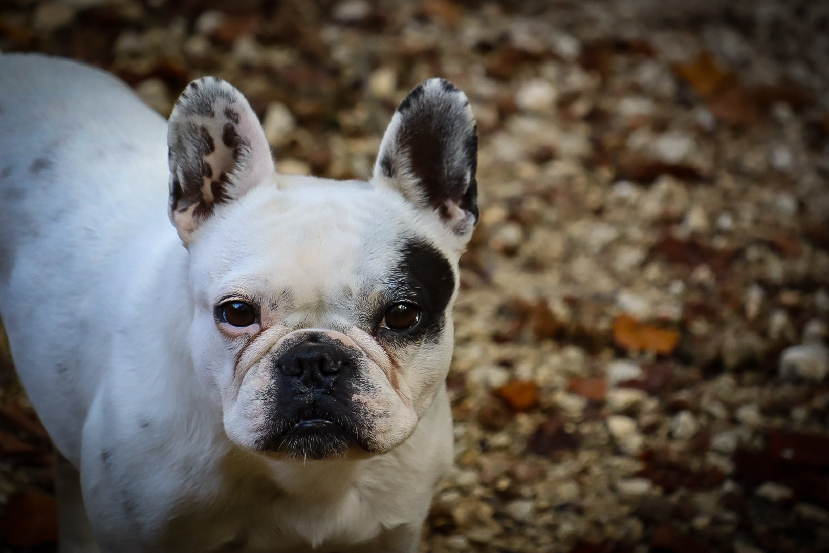Pina, Fransösische Bulldogge (Rudelchefin)