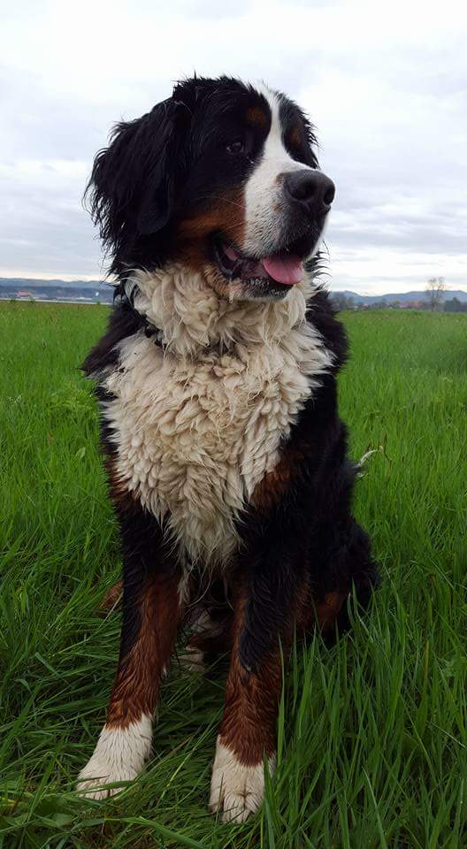 Pex, Berner Sennenhund