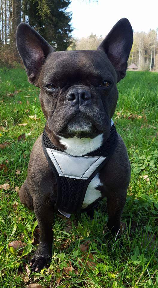 Calypso, Französische Bulldogge (Rudelchef)