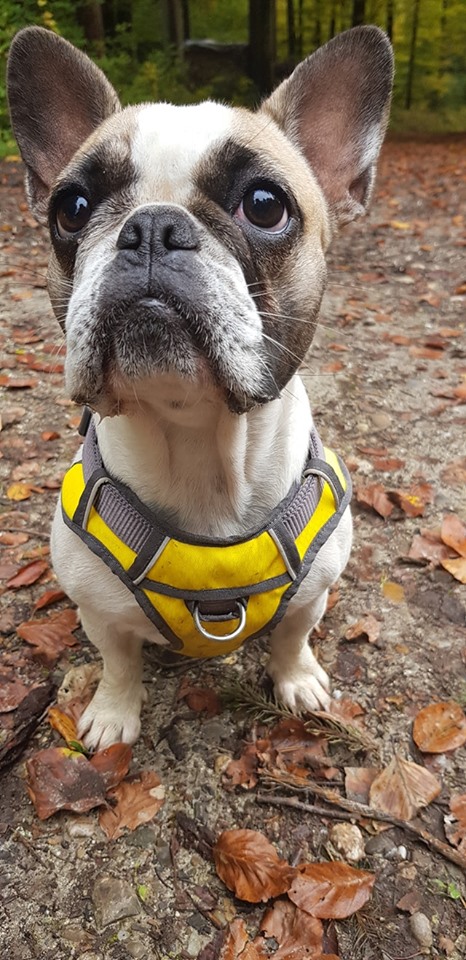 Diva, Französische Bulldogge