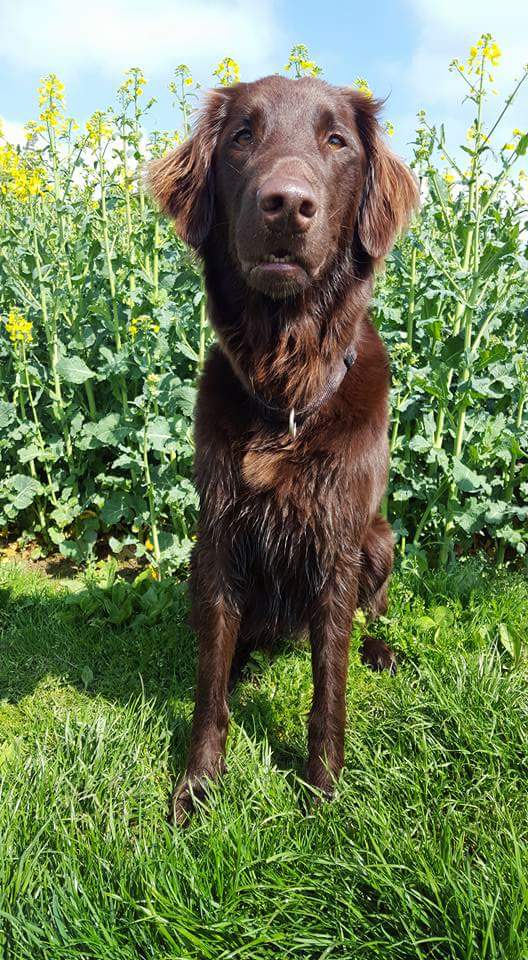 Gioja, Flat Coatet Retriever