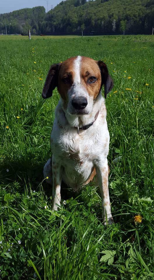 Lenny, Italienischer Mix (R.I.P.)