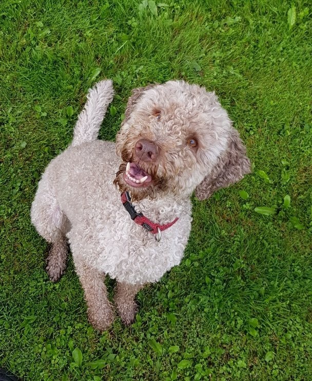 Dee Jay, Lagotto Romagnolo