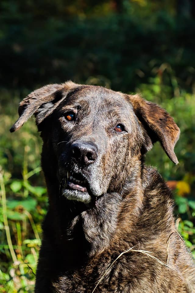 Balu, Labrador Retriever Mix (Senior-Rudelchef)
