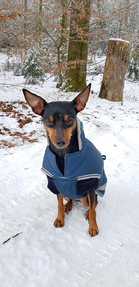 Amiga, Zwergpinscher