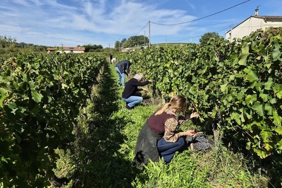 Vendanges à l'ancienne sous un beau soleil