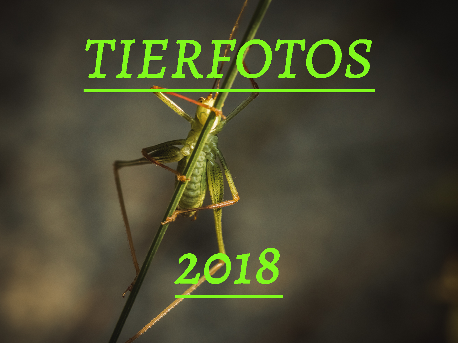 Tierfotos | 2018