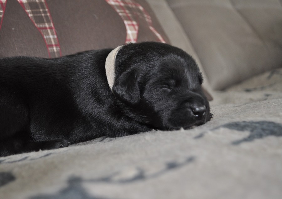 3.Woche Lightning Fast Labrador Retriever