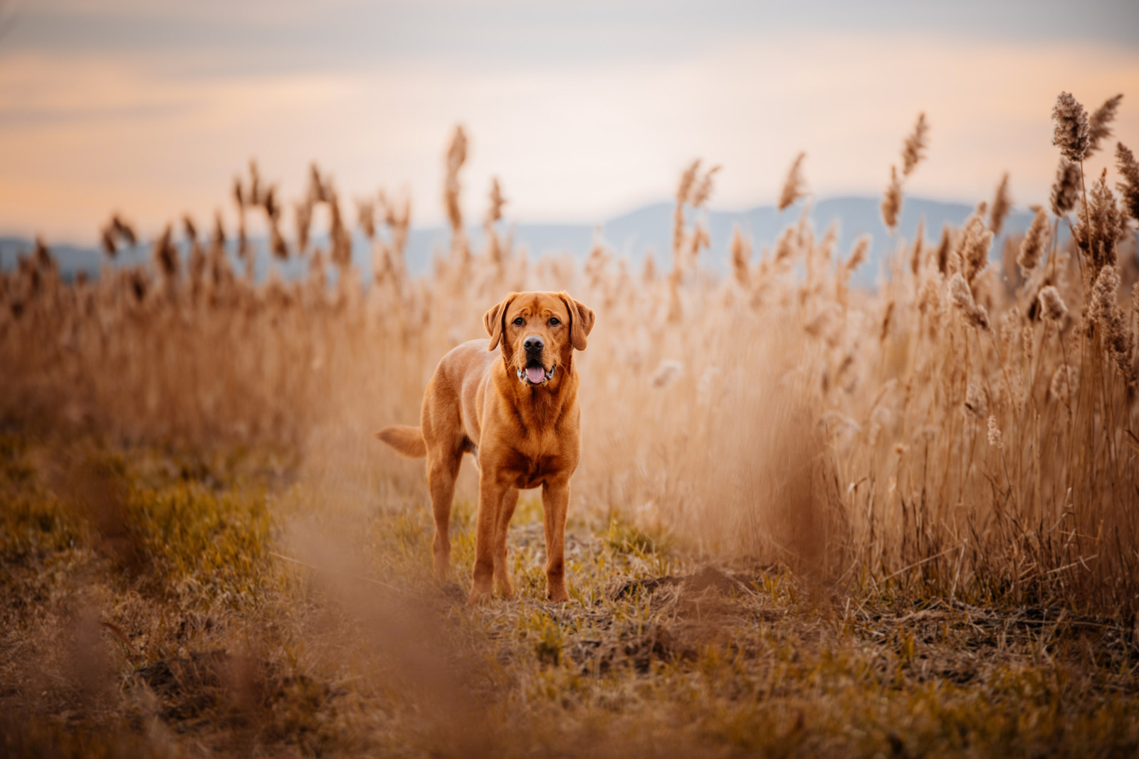 Linien kreuzen = Dual Purpose? Lightning Fast Labrador Retriever