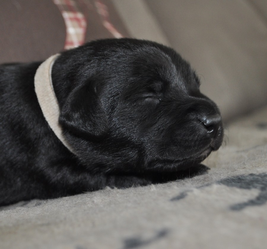 3.Woche Lightning Fast Labrador Retriever