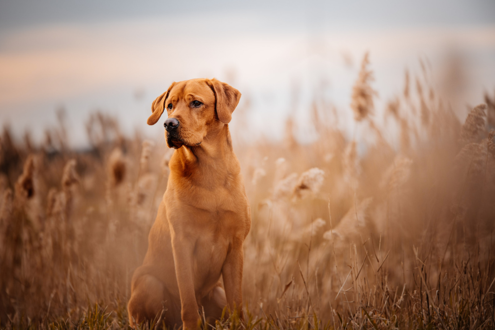 Linien kreuzen = Dual Purpose? Lightning Fast Labrador Retriever
