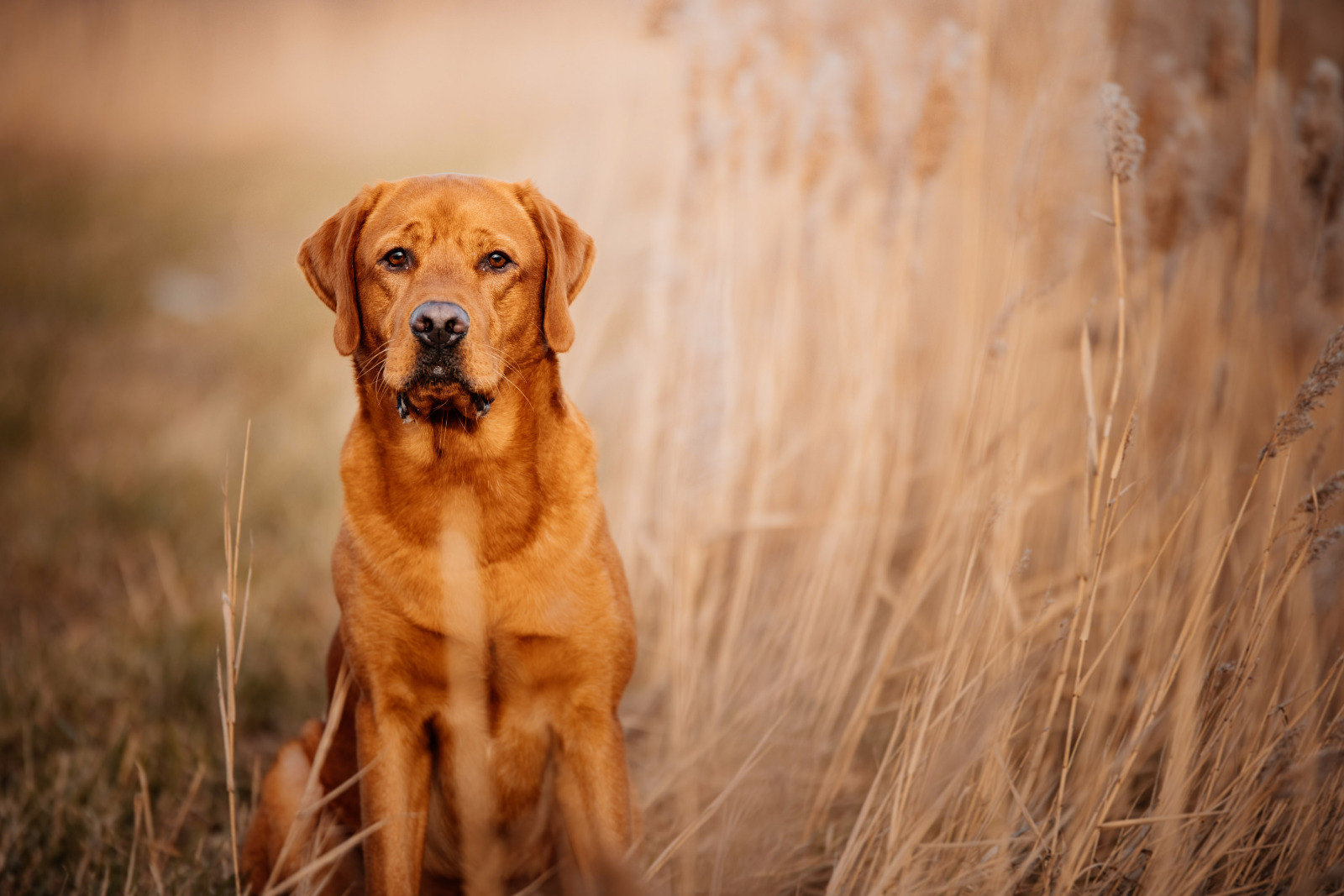 Linien kreuzen = Dual Purpose? Lightning Fast Labrador Retriever