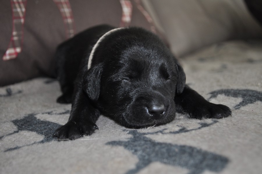 3.Woche Lightning Fast Labrador Retriever