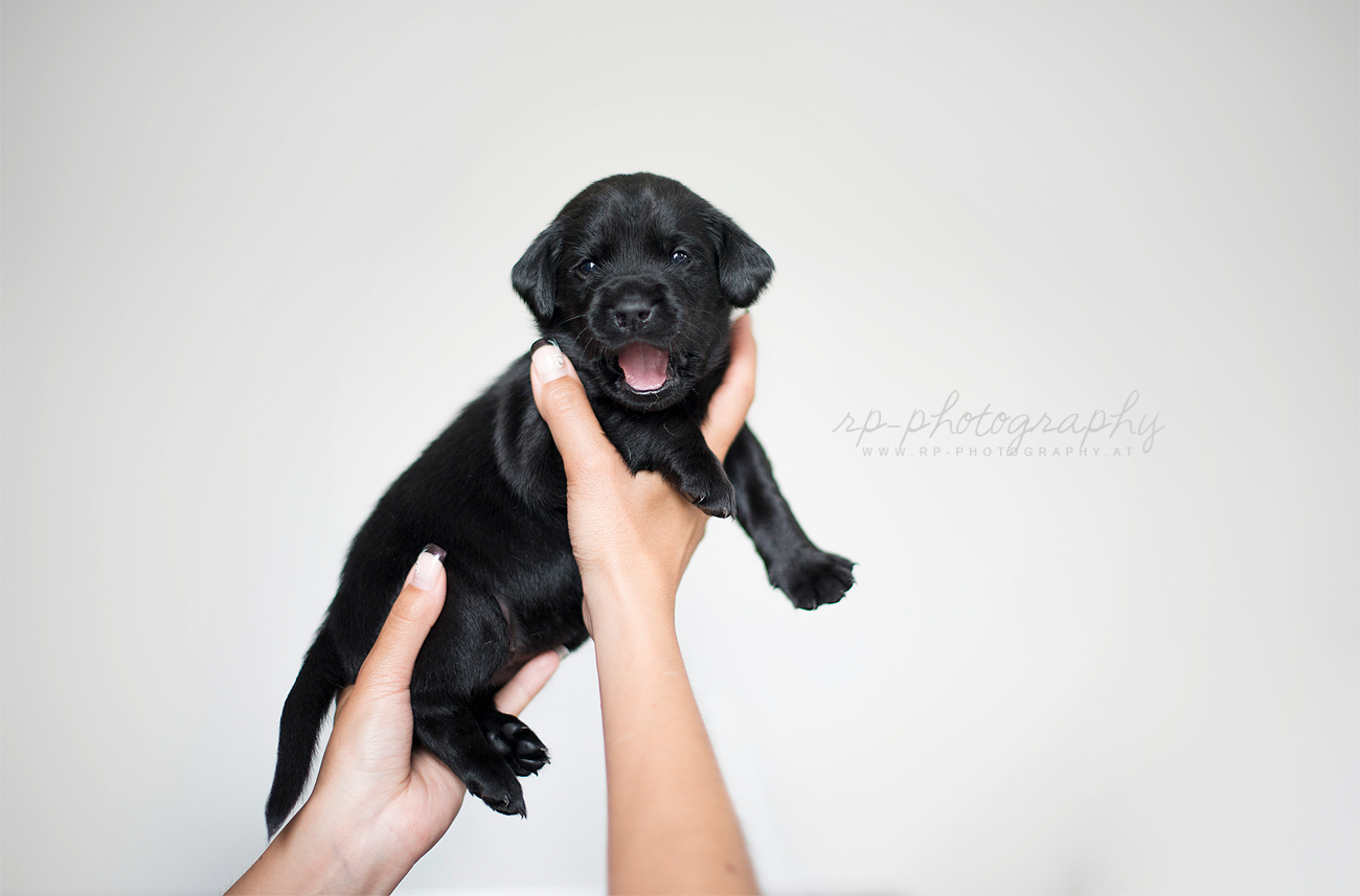 Labrador Retriever Züchter aus Wien, Österreich Lightning Fast