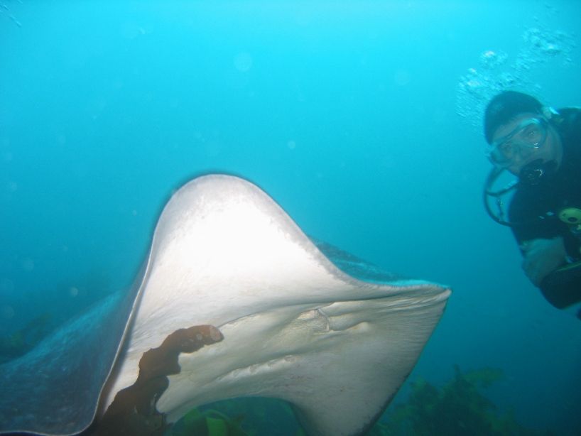 stingray - picture by Markus Jimi Ivan 2006 - jimiivan.at