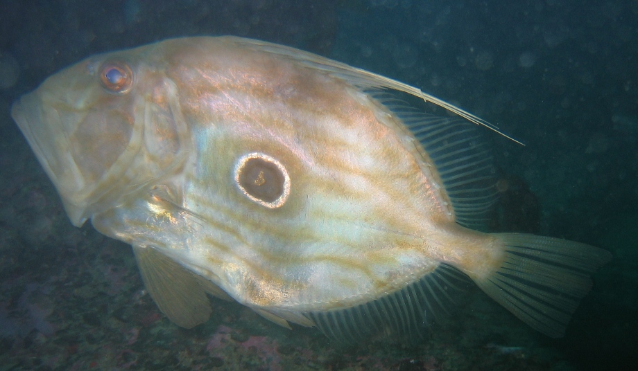 john dory - picture by Markus Jimi Ivan 2006 - jimiivan.at