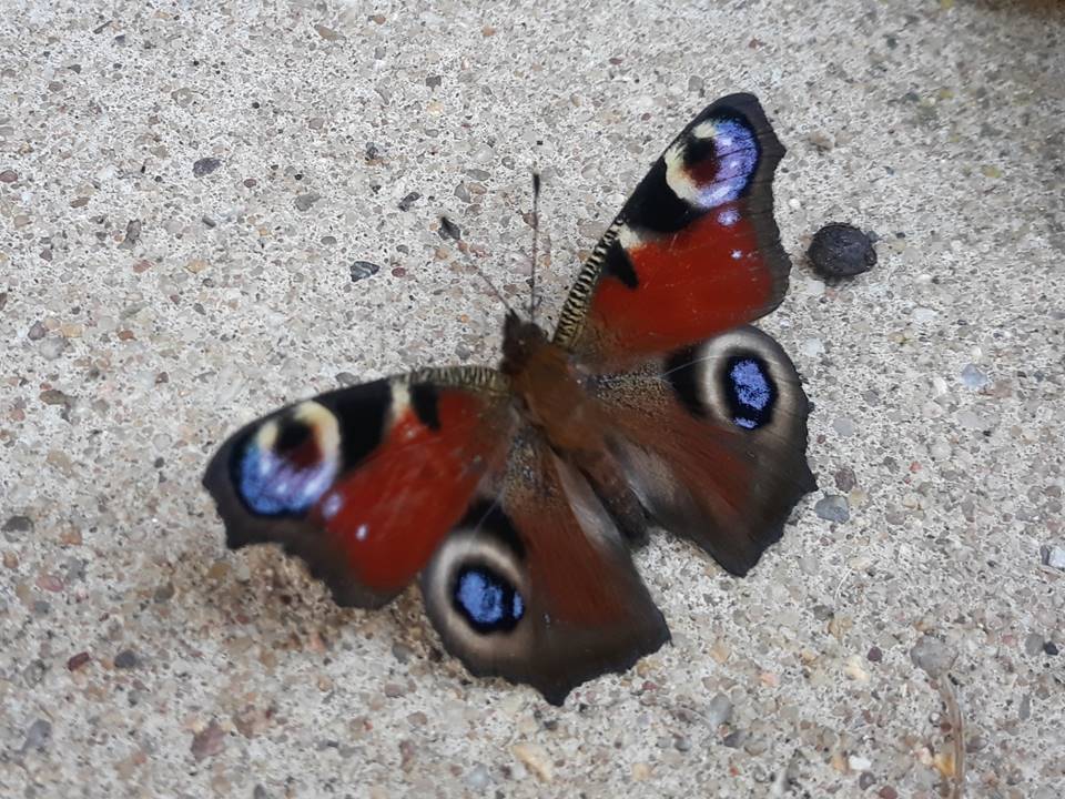 Ein hübscher Schmetterling!