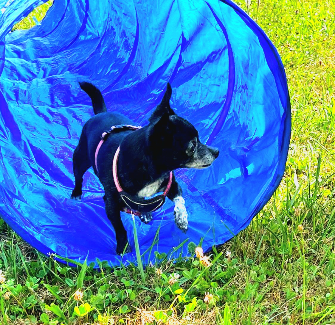 Agility
