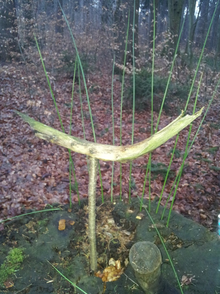 der Wald hat viel zu bieten...