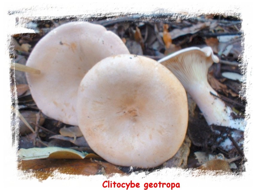 Clitocybe geotropa - cimballo