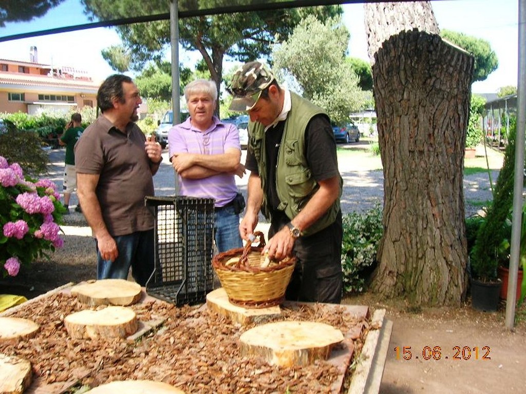 Mostra micologica a Torvajanica del 16 giugno 2012 presso il vivaio Crescenzo