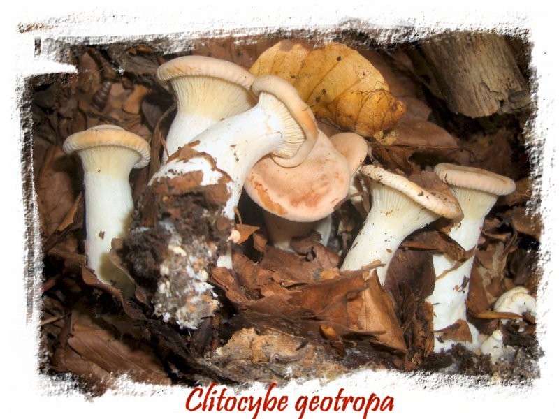 Parco dei monti Simbruini 19-09-2014-Clitocybe geotropa