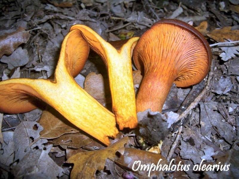 Omphalotus olearius