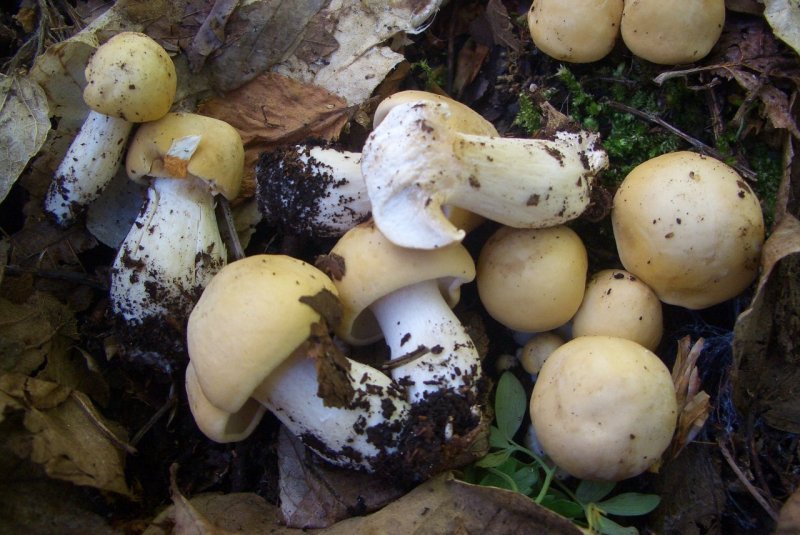 Calocybe gambosa